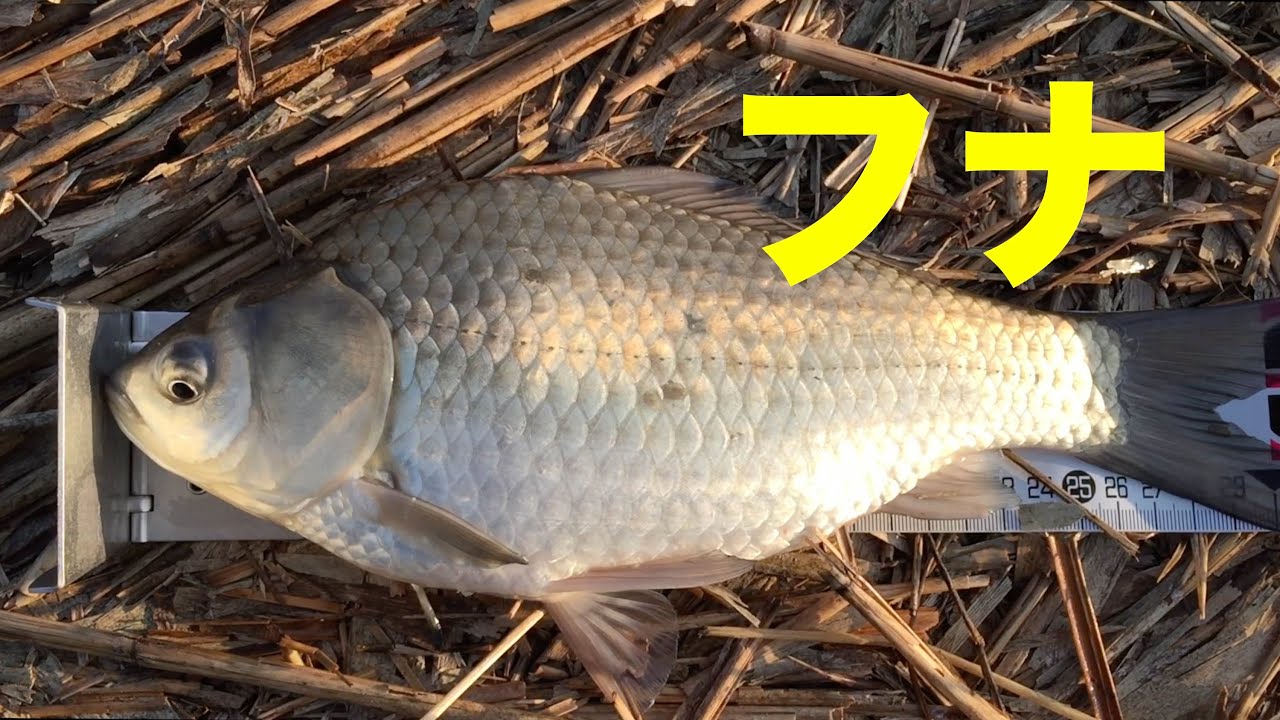 のんびりフナ釣り　マブナ へら鮒　コイ