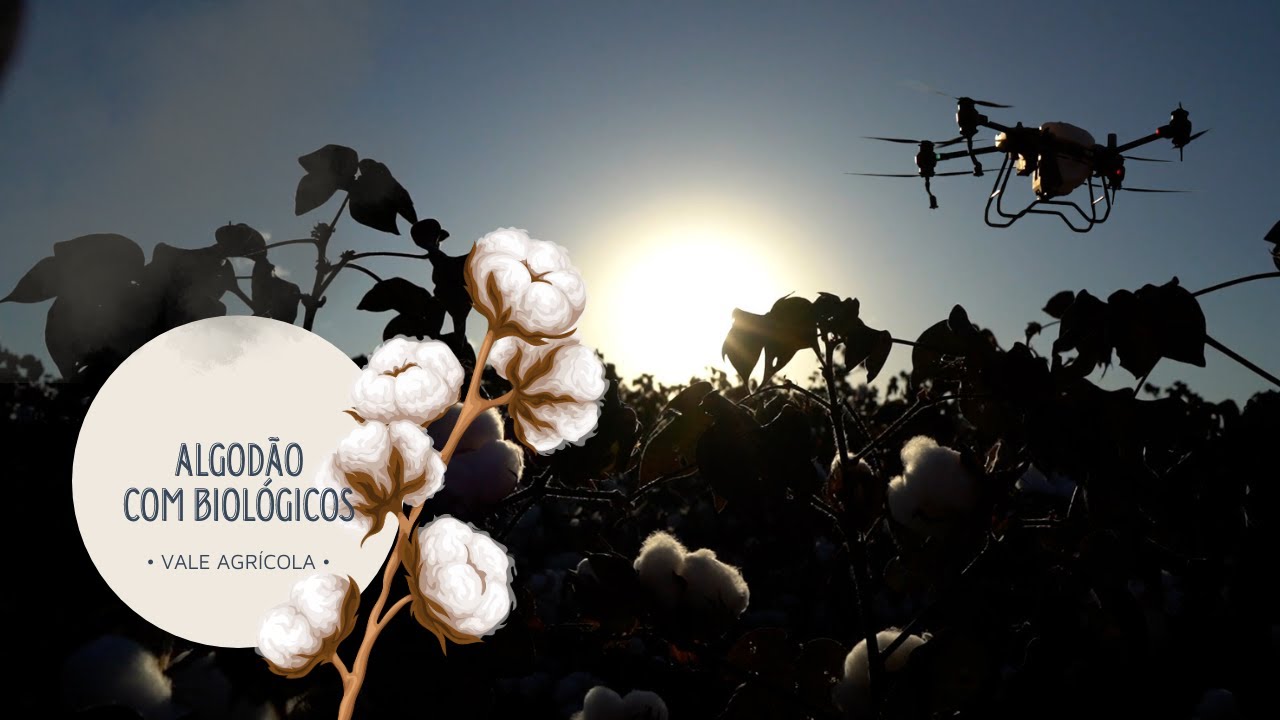 ALGODÃO COM 30% DO TRATAMENTO COM BIOLÓGICOS (OPENAG FARM - UPL)