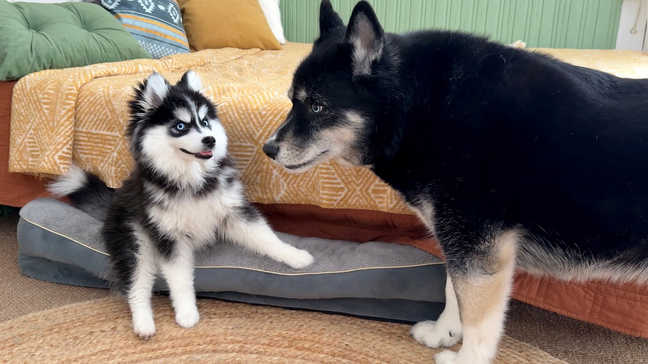This Tiny Pomsky Puppy Melted a Big Dog&rsquo;s Heart