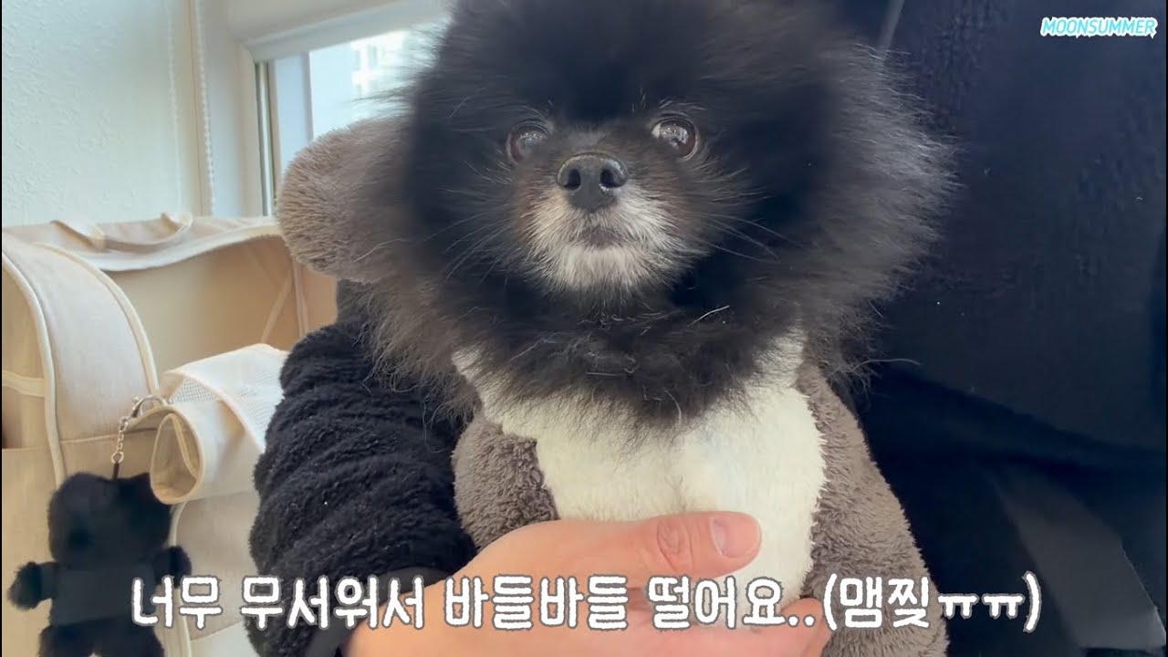 엣췽 나 안아파 진짜야(감기 걸린 댕댕이)