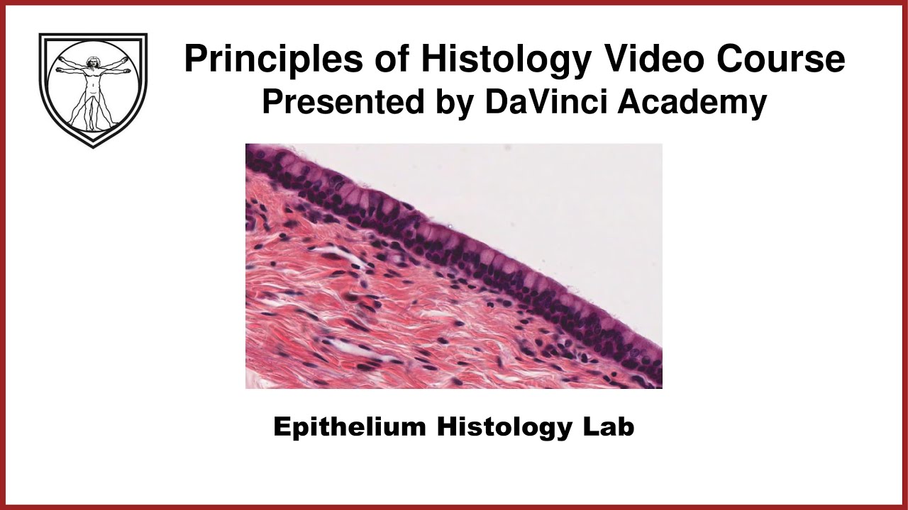 Epithelium Histology Lab [Part 1 of 4]