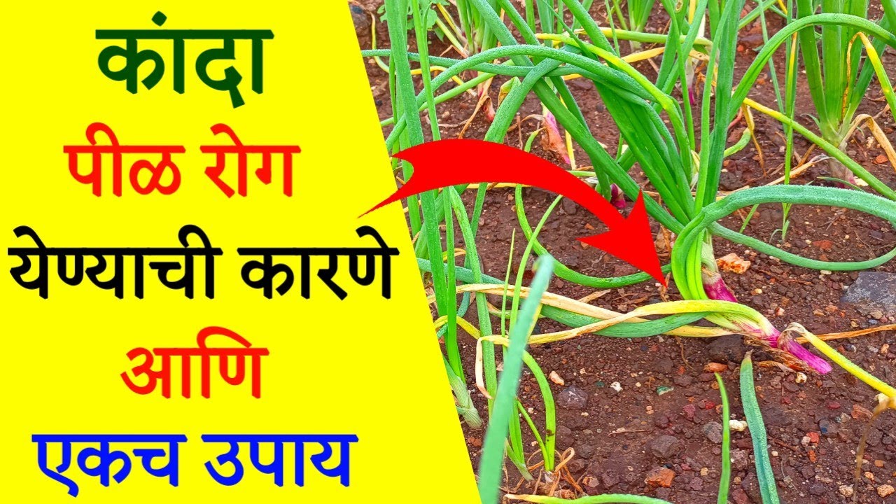 कांदा पिकात पीळ रोग दिसत असेल तर हा एकच डोस ह्या रोगाला थांबवेल, एकमात्र उपाय तोही कमी खर्चात