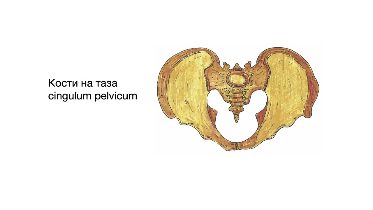 Кости на таза – Cingulum pelvicum (6:16) ┃teoriyata.com
