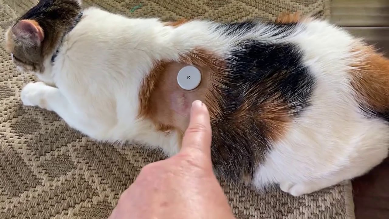 Angie's Freestyle Libre (Installing, uninstalling + discounts on FSL & Insulin)