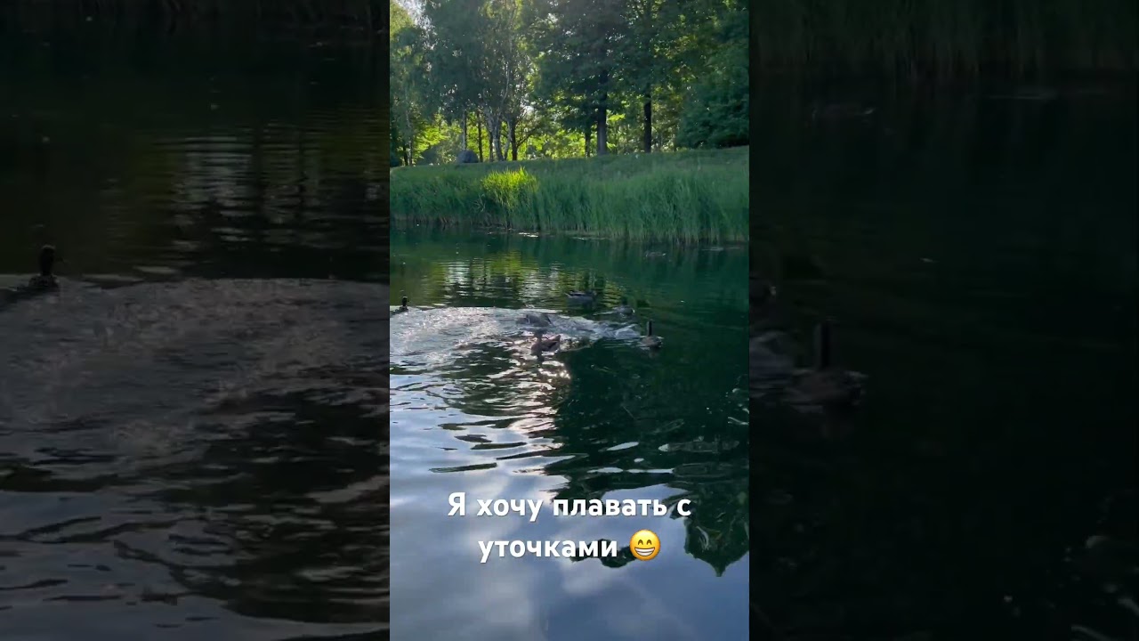 &ldquo;I want to swim with the ducks&rdquo;😁#nature #summer #duck
