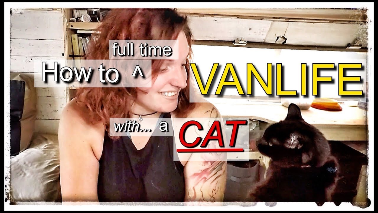 How To FULL-TIME Vanlife With a CAT- The Basics