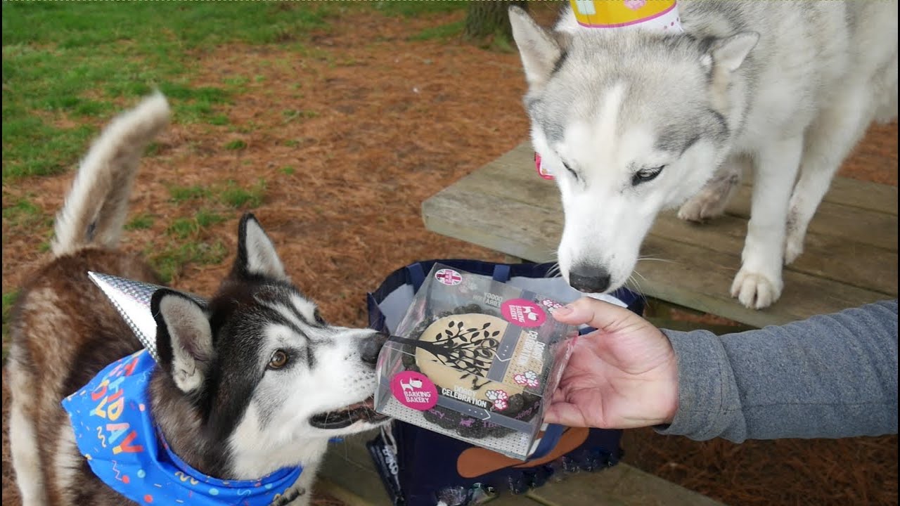 TALKATIVE Husky celebrates BELATED BIRTHDAY PARTY number 2  .. with a special guest