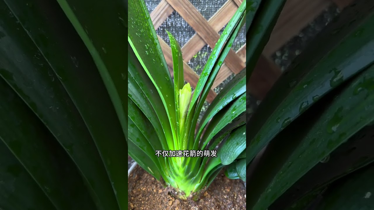 Amaryllis Flower Blooming Fail? February's Flower Mystery