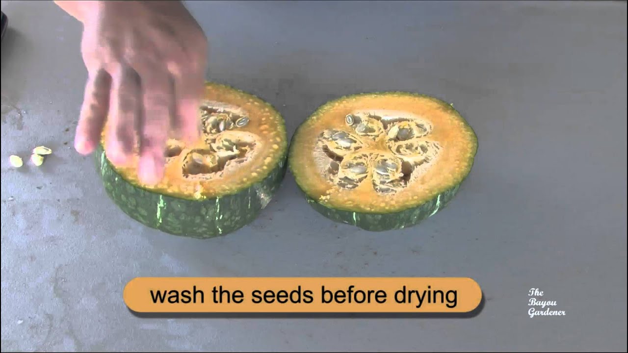 Buttercup Squash - When to harvest - July 2011