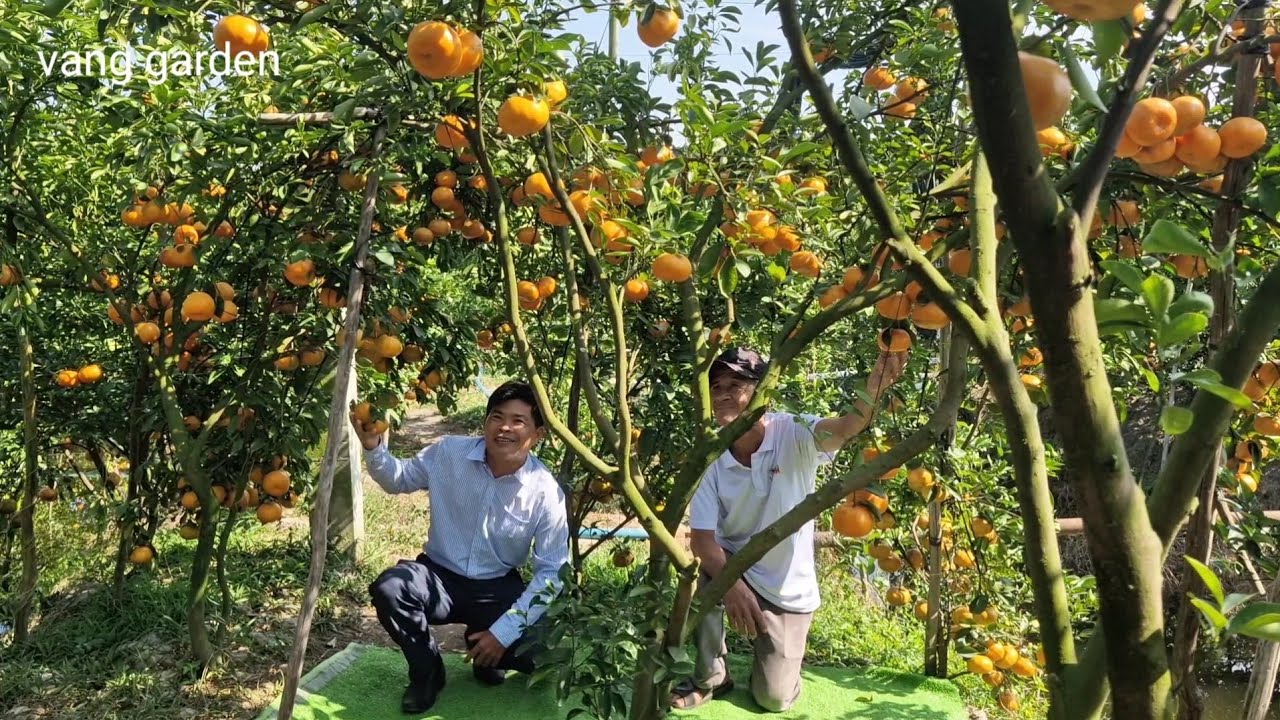 Vườn Quýt Hồng Lai Vung Chín đỏ đón khách Tham Quan Tết 2025[Hybrid tangerine orchard]vang garden
