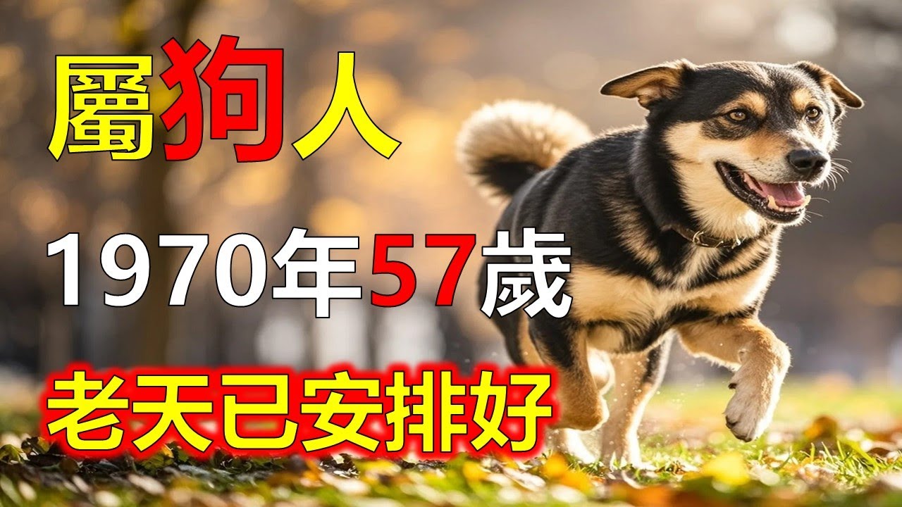 1970年屬狗人，2026年老天已安排好#2026狗#生肖狗#1970 狗