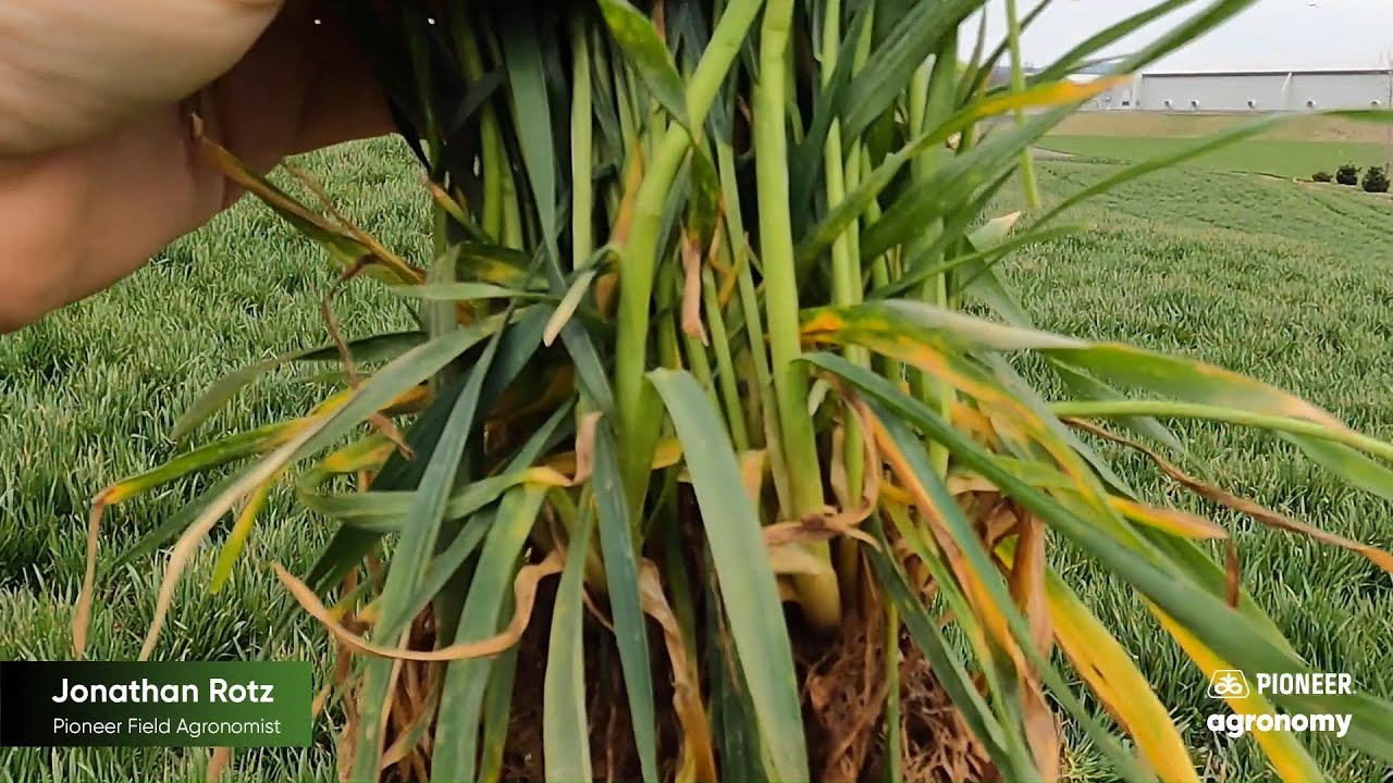 Effectively Managing Cover Crops