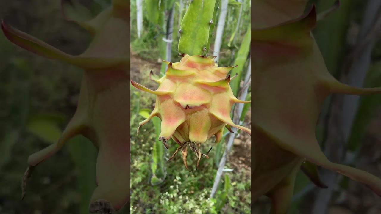 Today’s dragon fruit harvesting