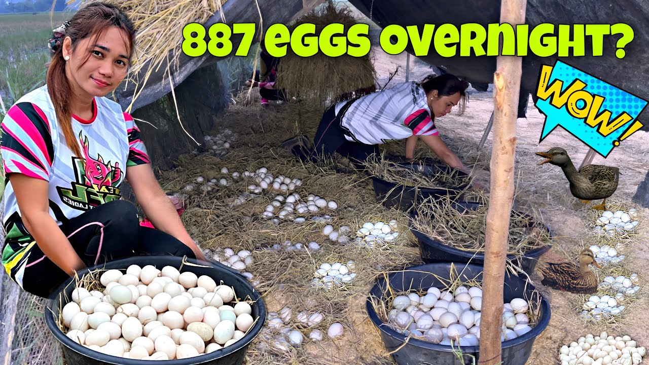 EP-385 | Presyo ng isang itlog ng itik magkano na? | Life in the Province