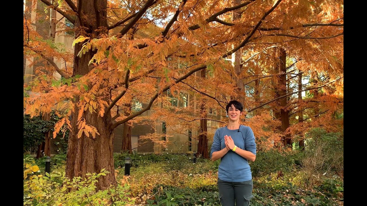 Lunchtime Tour: November Abundance