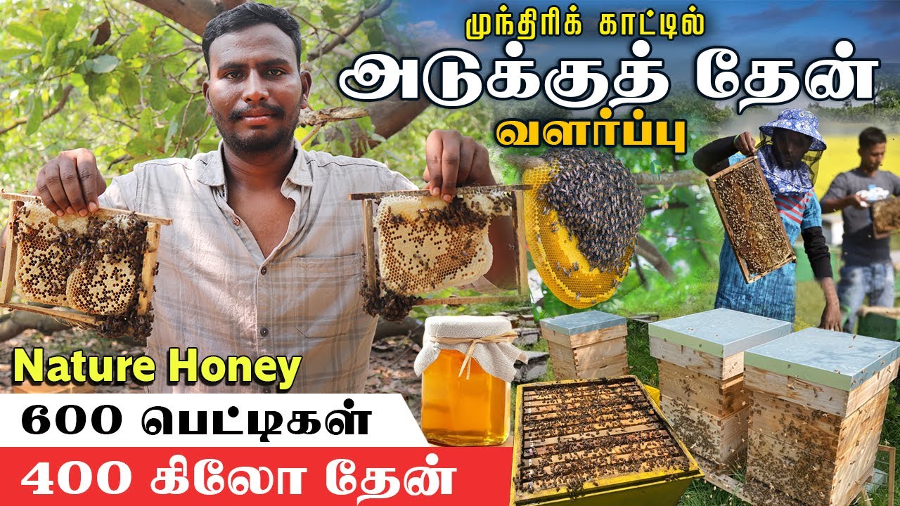 600 பெட்டிகள்  மூலம் 400 கிலோ அடுக்குத்தேன்! nature honey அசத்தும் இளைஞர் #farmingbusiness #honey
