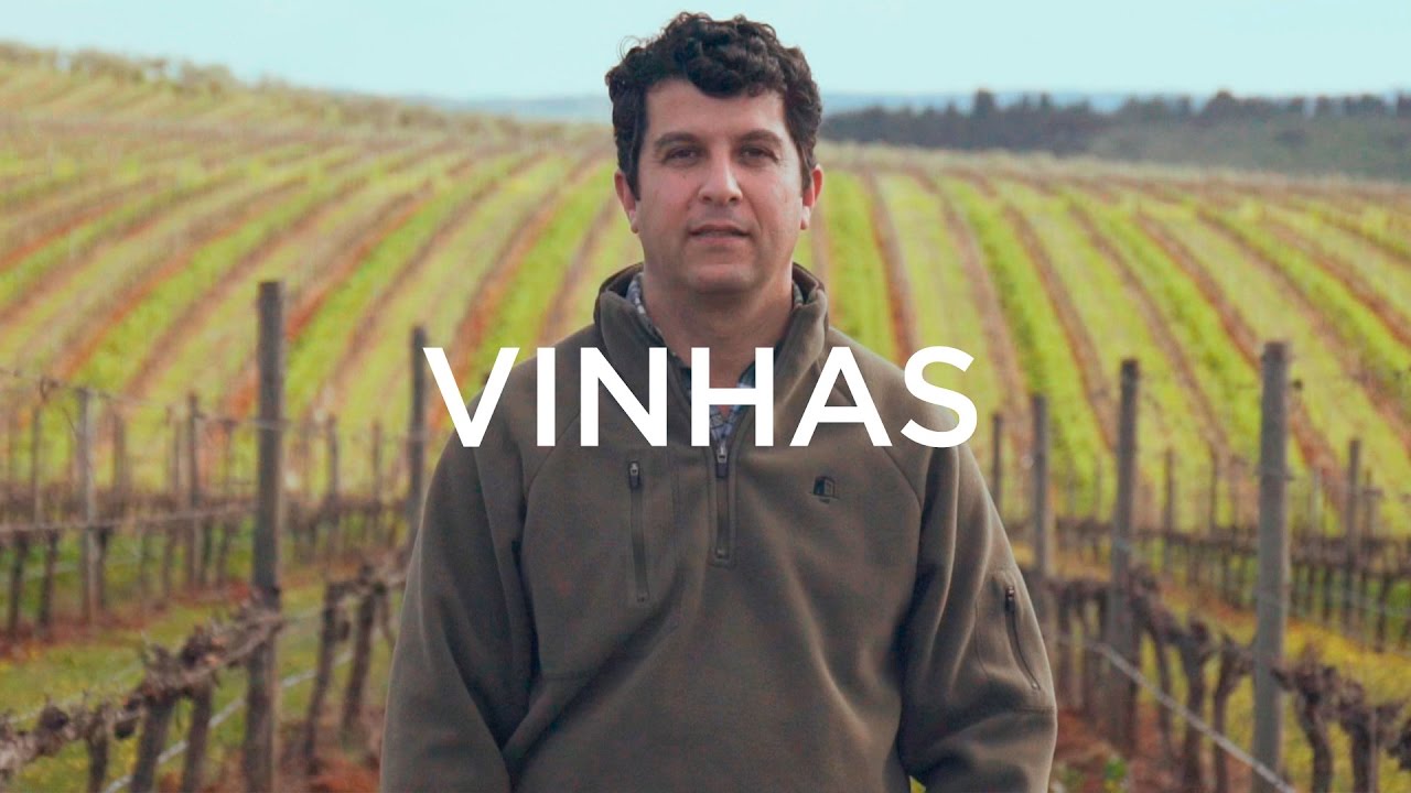 Espor&atilde;o Colheita: Vinhas