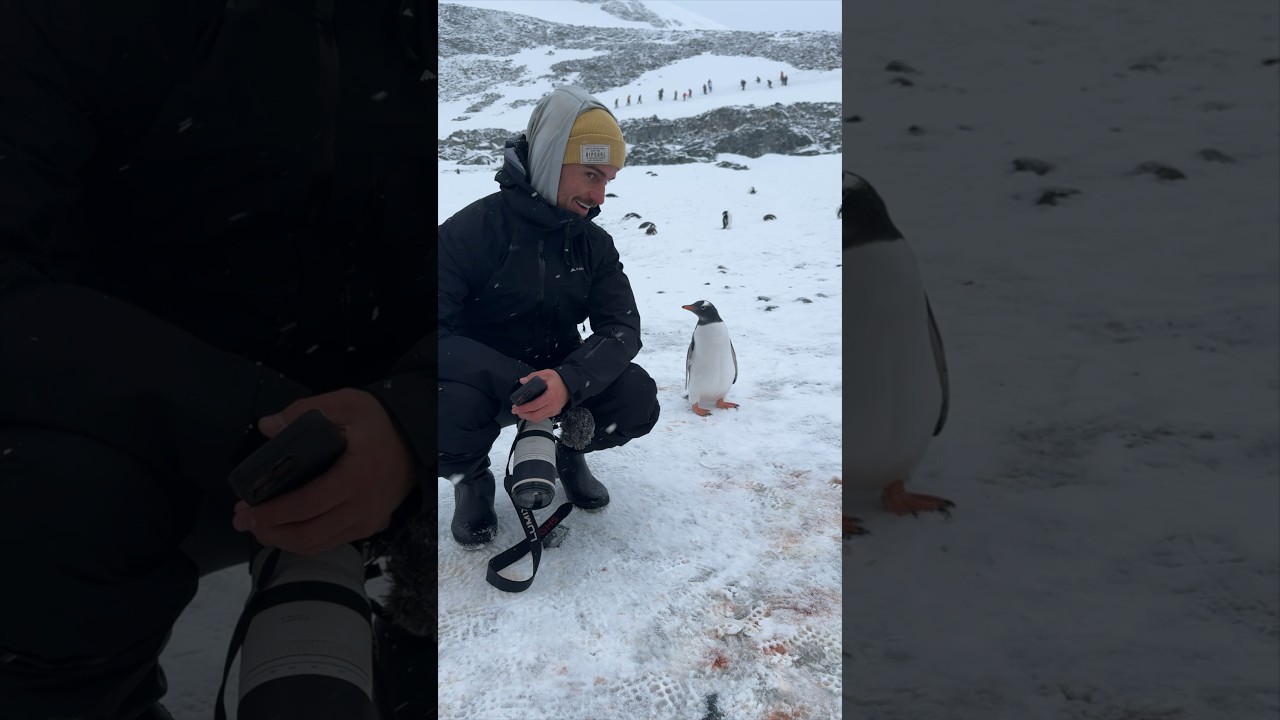 Penguin not sure what humans are doing at the ICE WALL 🇦🇶