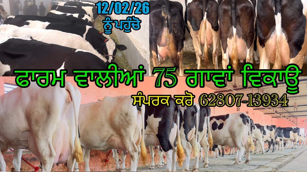 75 Cows For Sale & 75 ਗਾਵਾਂ ਵਿਕਾਊ #cowforsale #youtubeshorts #hfcow #jarseycow #youtubevideo