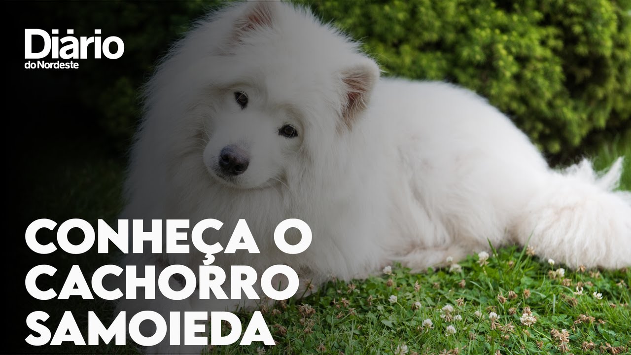 Conheça o cachorro Samoieda, que antigamente servia como aquecedor em invernos rigorosos