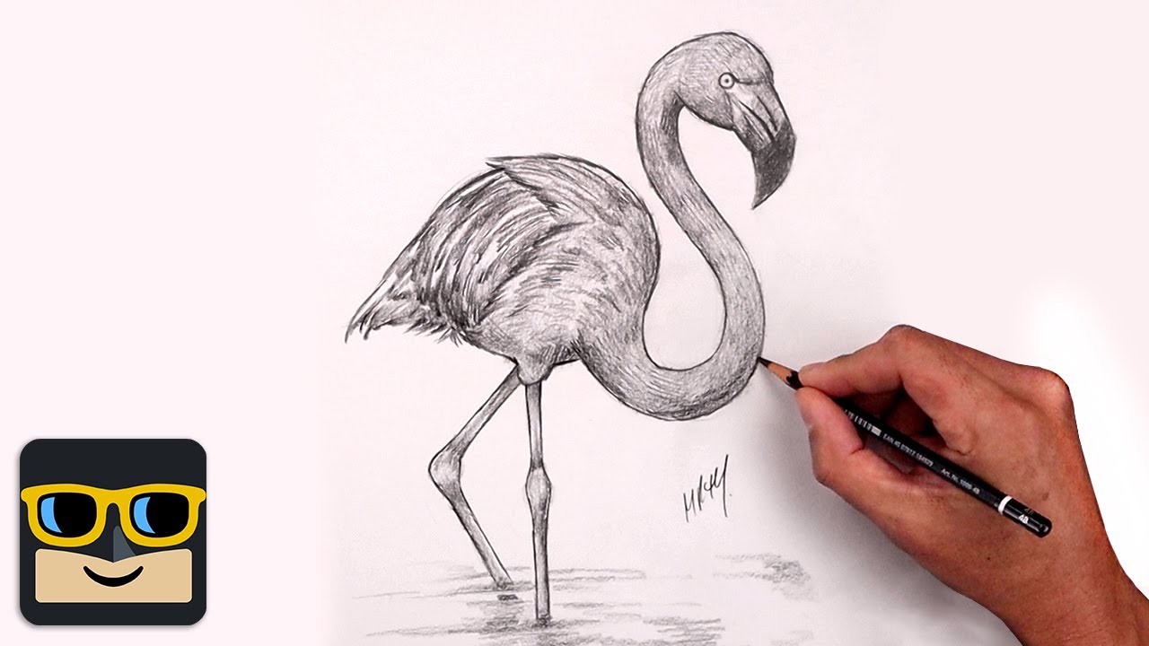 How To Draw a Flamingo | Sketch Tutorial