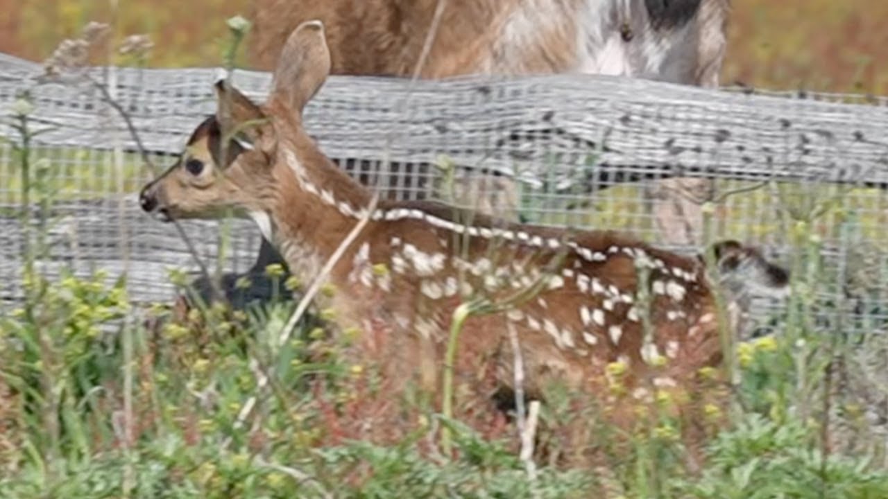 Cute Newborn Fawn and Mother!! (Cute Animal Video) #babydeer #fawn #deer
