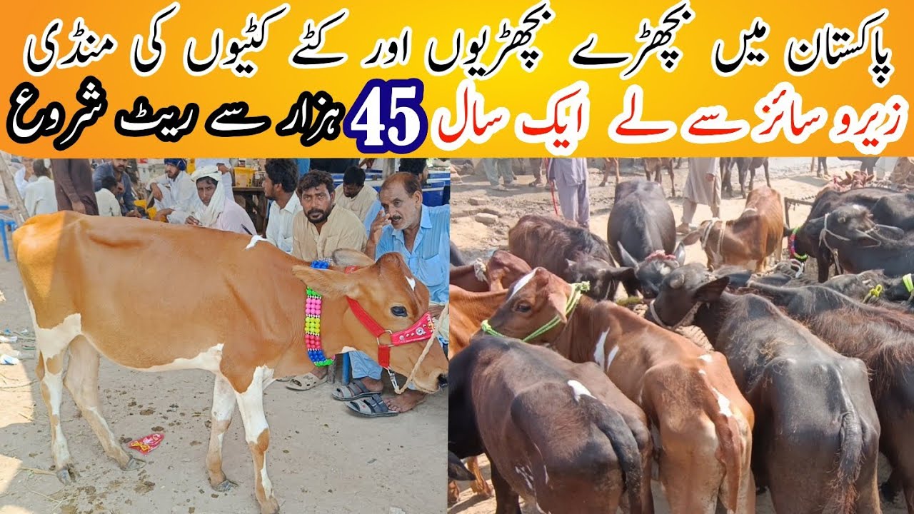 zero size cow Buffalo baby | Biggest heifer market | khushab mandi 2025 ki qurbani Animal best media