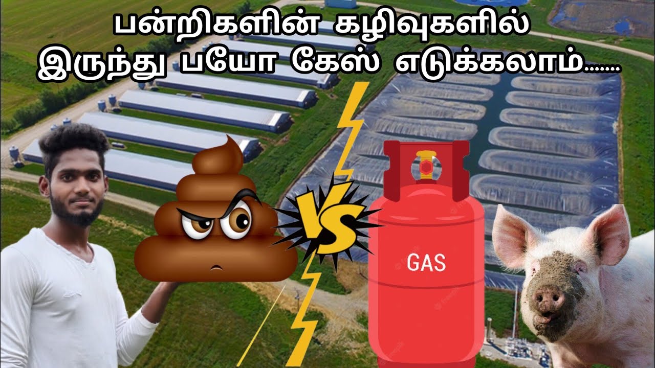 ஒரு பன்றி ஒரு நாளைக்கு எவ்வளவு சாணம் போடுகிறது இதை பயோகேசாக பயன்படுத்தலாமா ? Pig dung bio gas