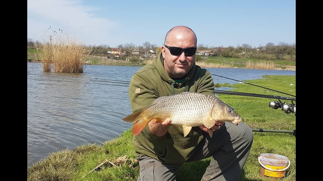 Ciortan prins pe lacul Lupsanu 1, in aprilie
