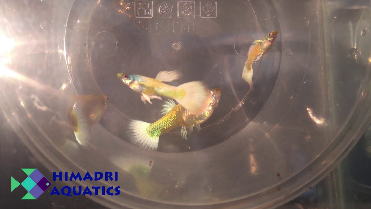 Platinum white gold guppy