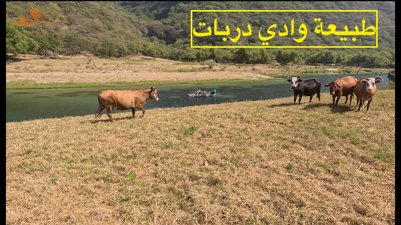 رحلة الى وادي دربات ..من أجمل الأودية بمحافظة ظفار.. طبيعة بكر جميله جدا وبحيرات صافية