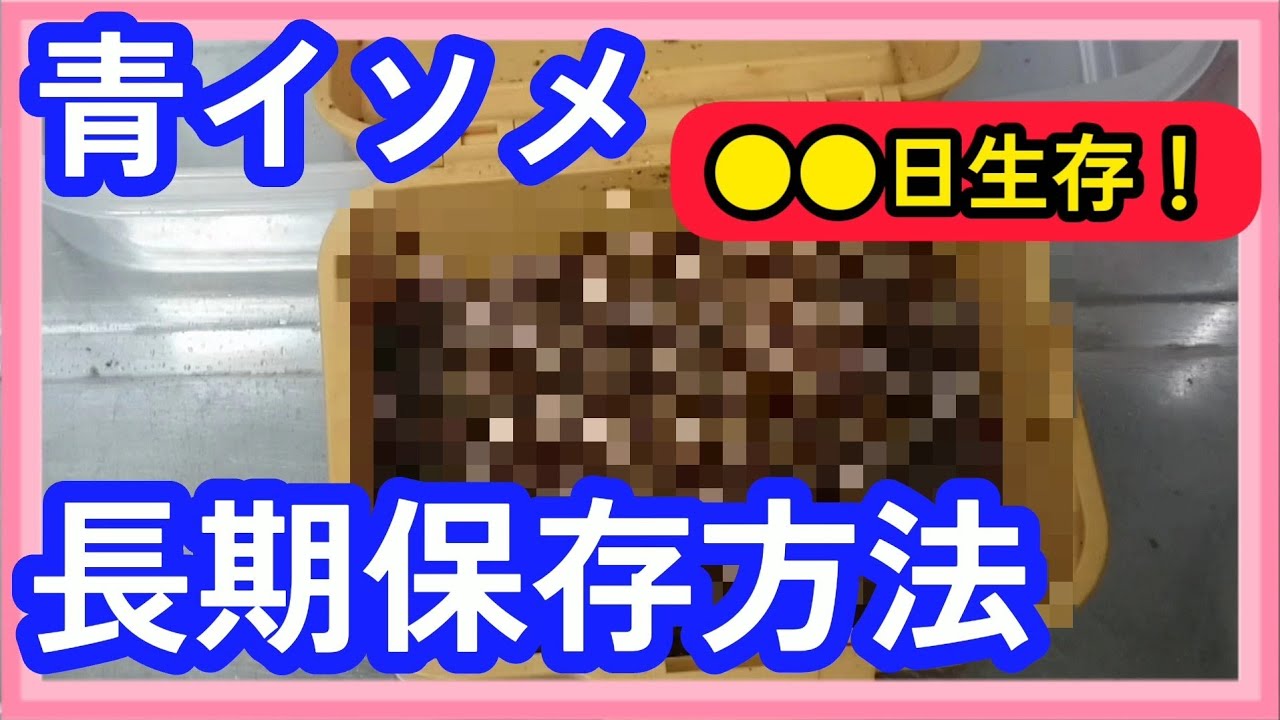 【釣り】青イソメを生きたまま長期保存する方法！家庭で簡単に●●日生存！