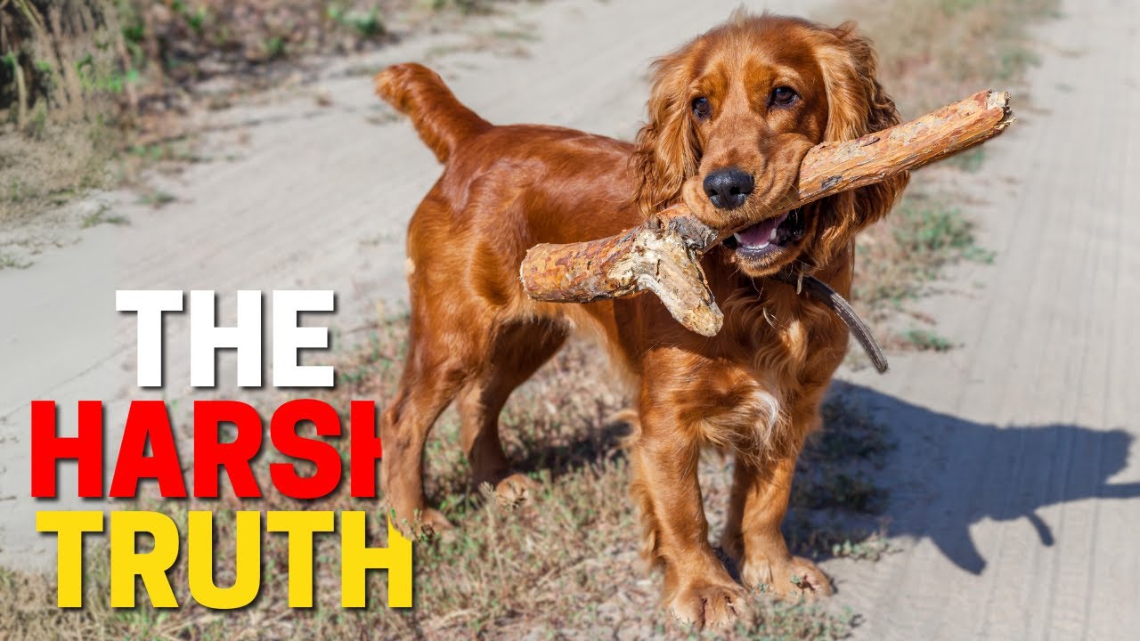 Posiadanie cocker spaniela: dobre, złe i brzydkie