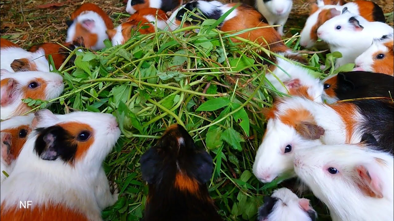 Guinea pig eating ASMR, Cute guinea pig family, eating sounds video Guinea pig, mukbang eating ASMR 