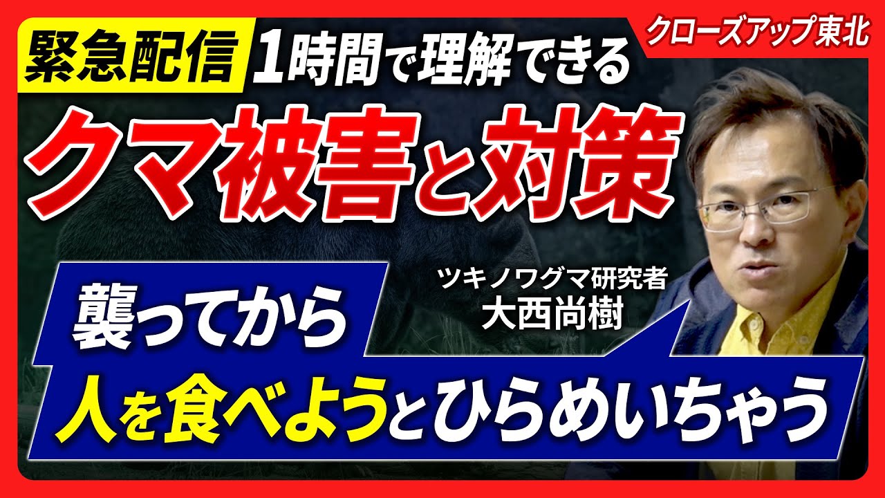 【ツキノワグマ被害完全版】なぜクマは増えるのか？全国の人も他人事ではない。ツキノワグマは人を食べる？冬眠しないは嘘だが、冬眠は睡眠ではない、などツキノワグマ博士に聞きたいこと全て聞いてみた！