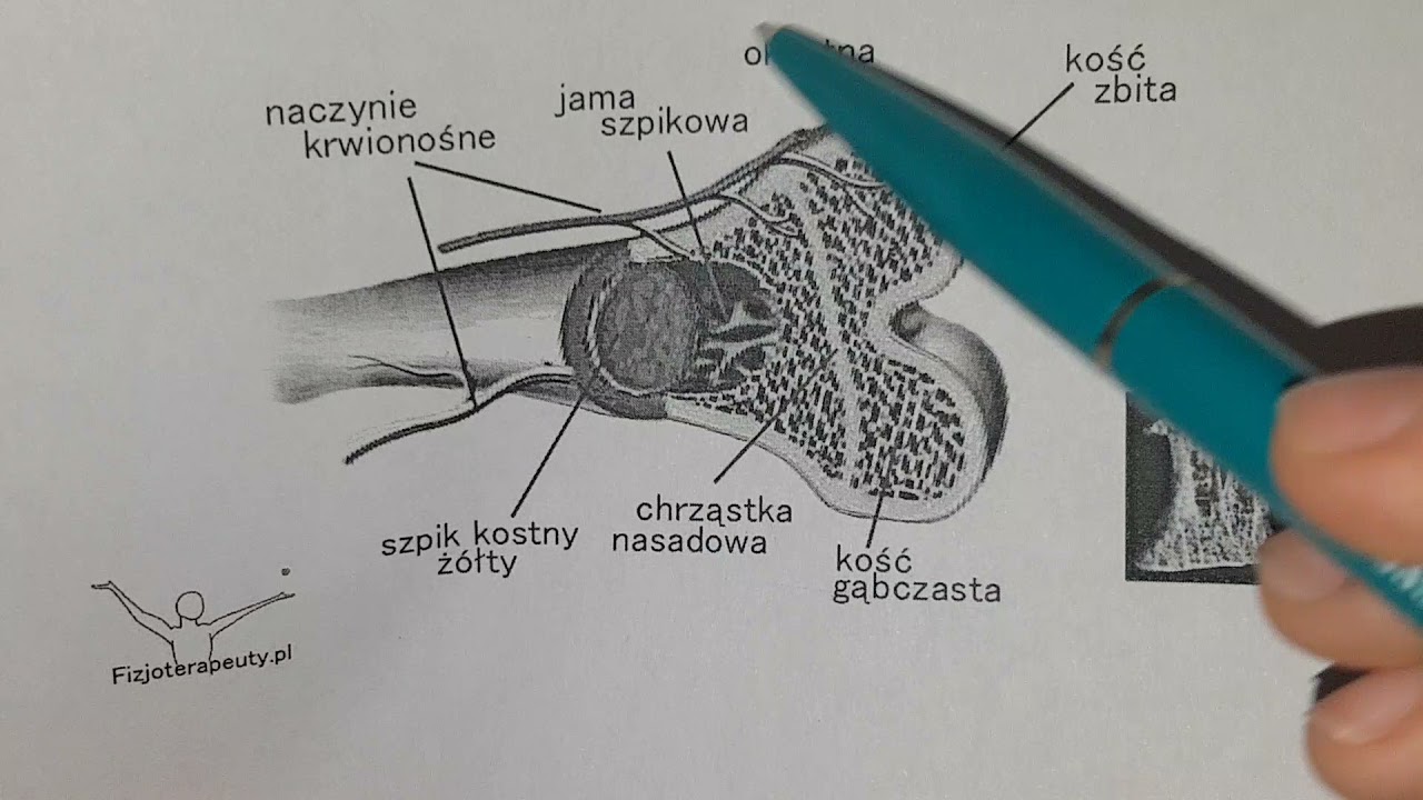 TKANKA KOSTNA I CHRZĘSTNA