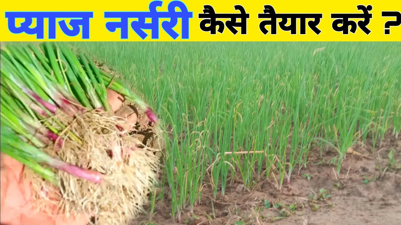 pyaj ki nursery kaise taiyar karen | How to prepare onion nursery ?
