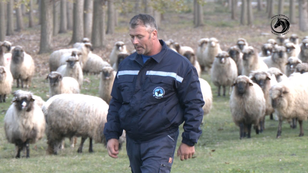 - STADA OVACA BRAĆE DŽAMBAS ZIMUJU NA DUNAVU -