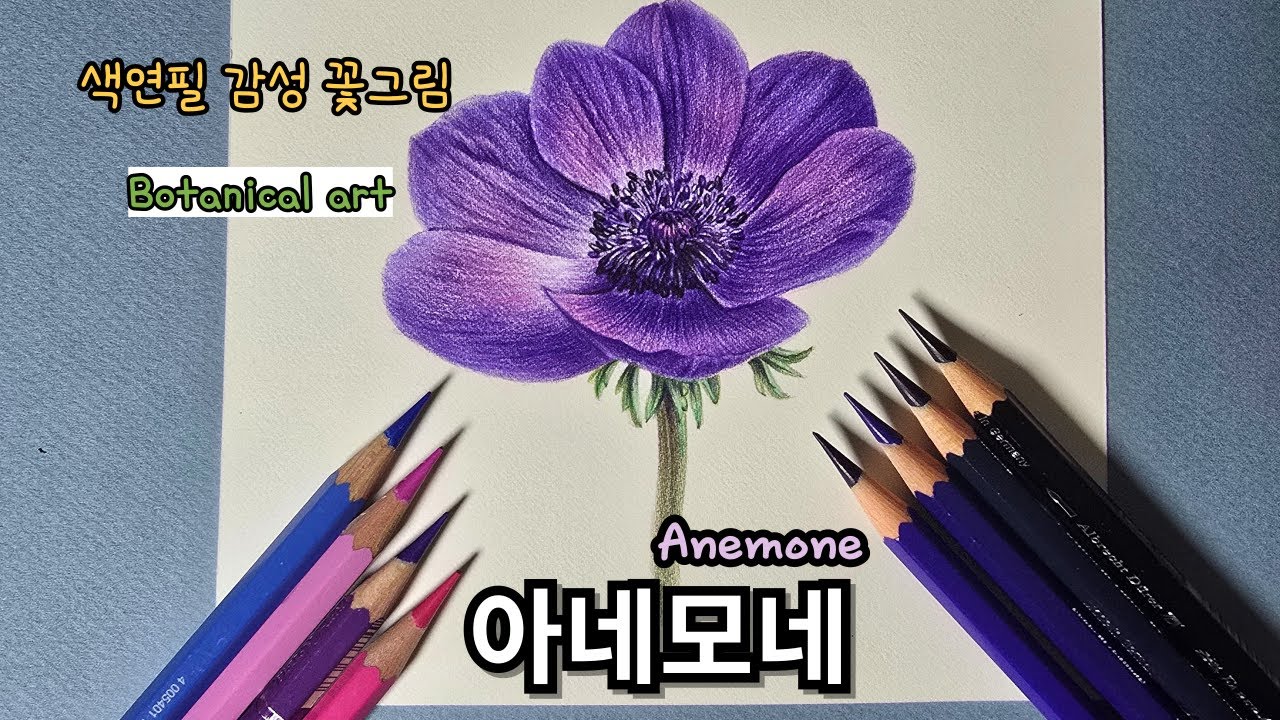 초보자를 위한 색연필로 그리는 아네모네 / Anemone drawing with colored pencils for beginners