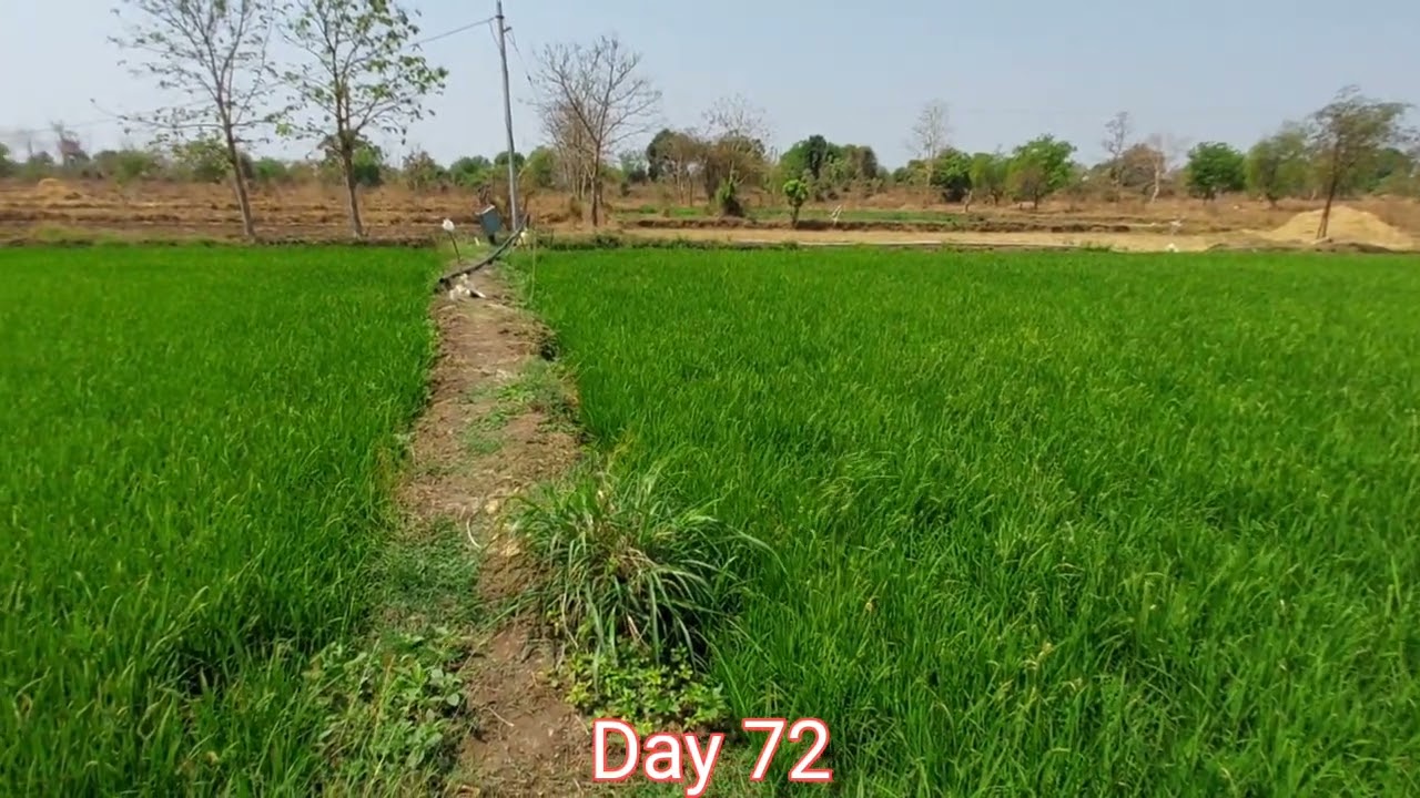 2025 Rice Farming Journey: From Seed to Harvest Day 72