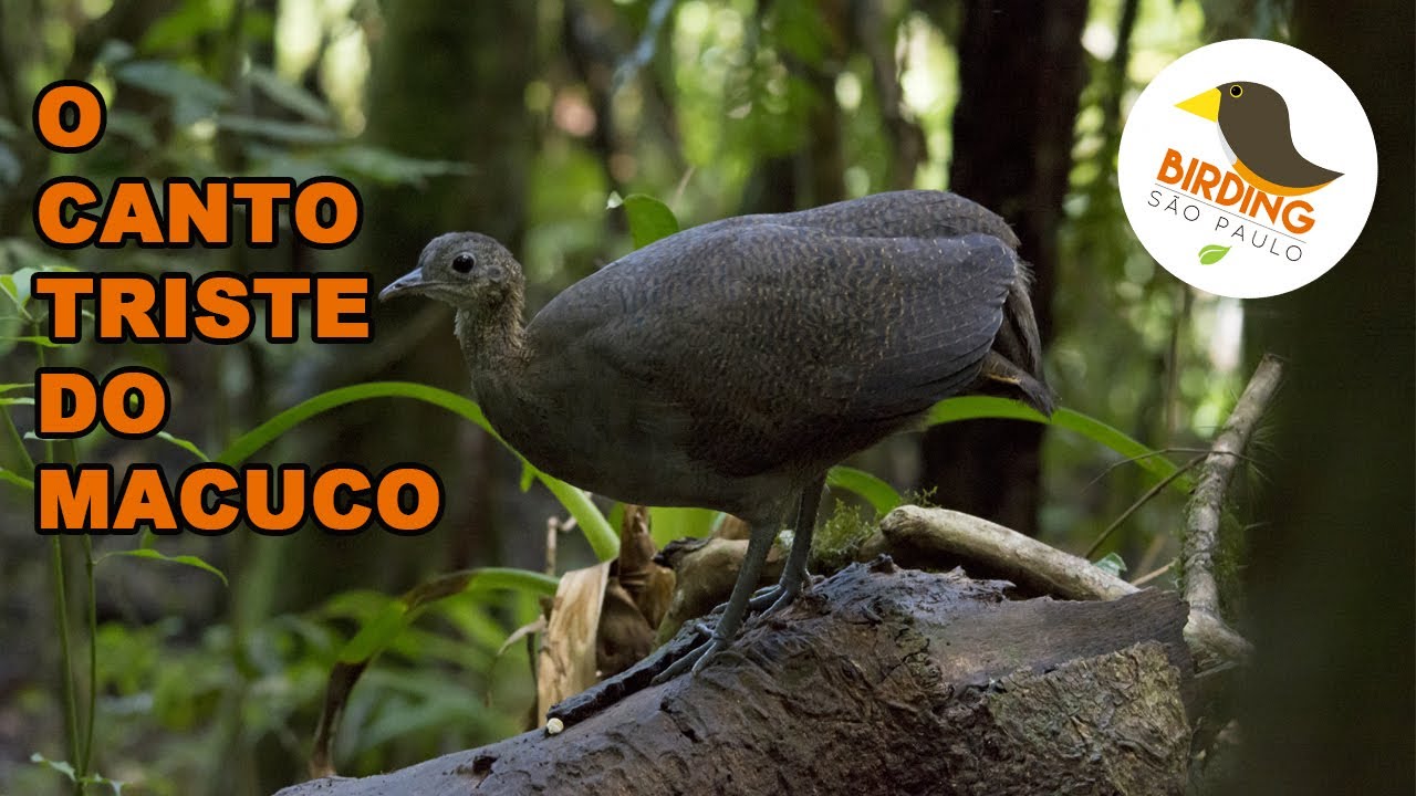 O Canto triste do Macuco (Tinamus solitarius) - 001