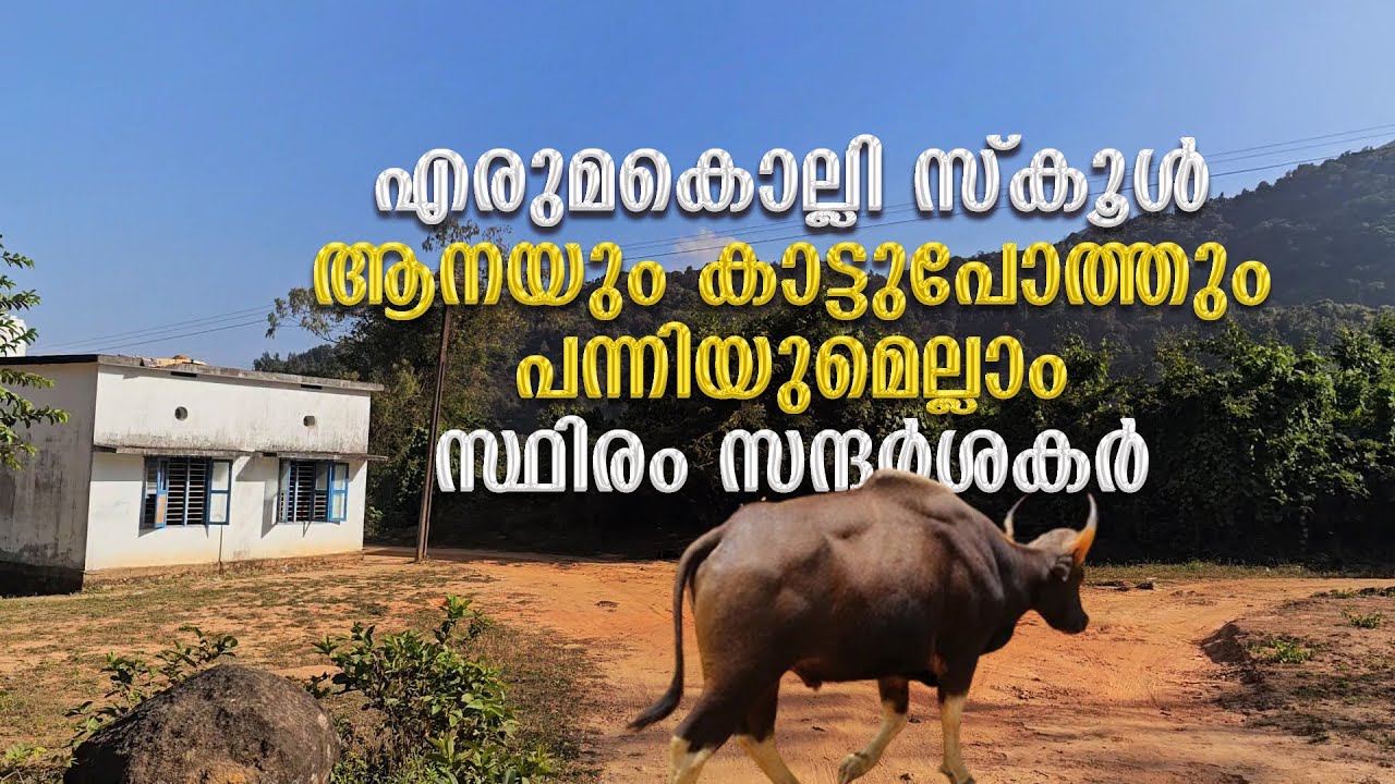 എരുമകൊല്ലി സ്കൂൾ, ആനയും കാട്ടുപോത്തും, പന്നിയുമെല്ലാം സ്ഥിരം സന്ദർശകർ, Erumakolli School Meppadi