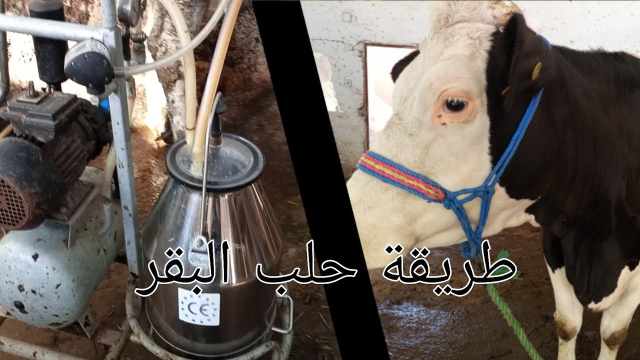 طريقة حلب البقر بألة الحليب العصرية 🐮👨🏾‍🌾