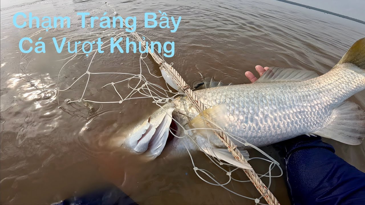 Khai Trương Lưới Cá Vược Vô Mánh Bốn Con Lớn Hơn 20Kg|| TCNTV #607
