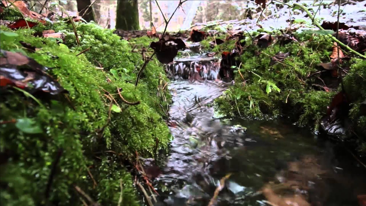 Waldbach plätschern zum Entspannen, einschlafen, sleep
