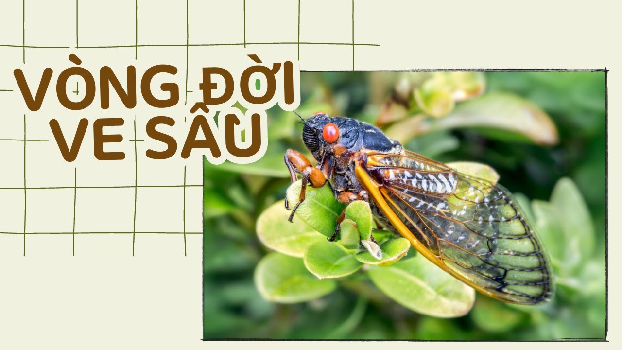 Vòng Đời Của Ve Sầu Bao Nhiêu Năm?