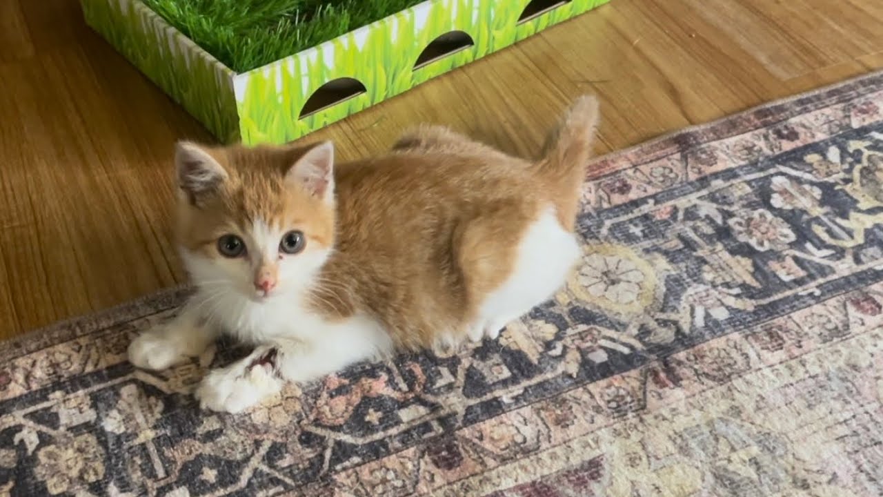 Hard To Find A Friend ❤️ Kenmore Explores