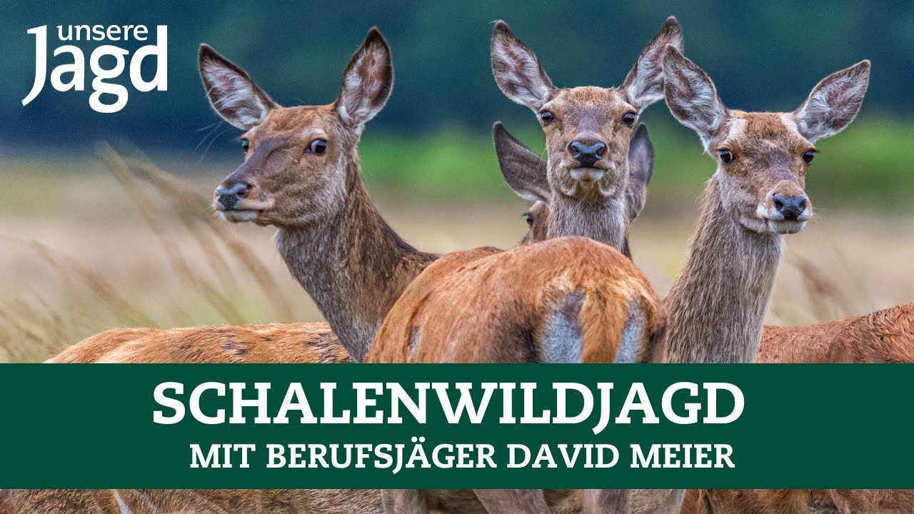 Spannende Schalenwildjagd mit einem Berufsj&auml;ger | Profitipps | Rotwild | Rehwild | Schwarzwild