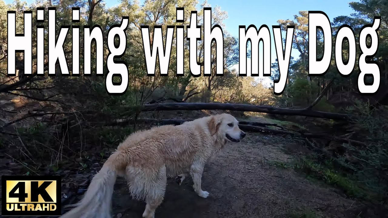 HIKING WITH MY GOLDEN RETRIEVER | Nature walk along the creek | Sounds of Birds