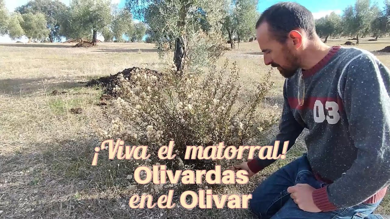 ¡Viva el matorral! Olivardas el olivar